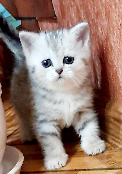 Мімішні кошенятка
