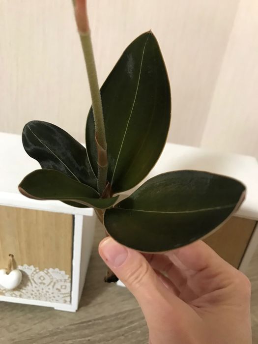 Орхідея  Лудізія дорогоцінна дисколор одіна, різні сорти