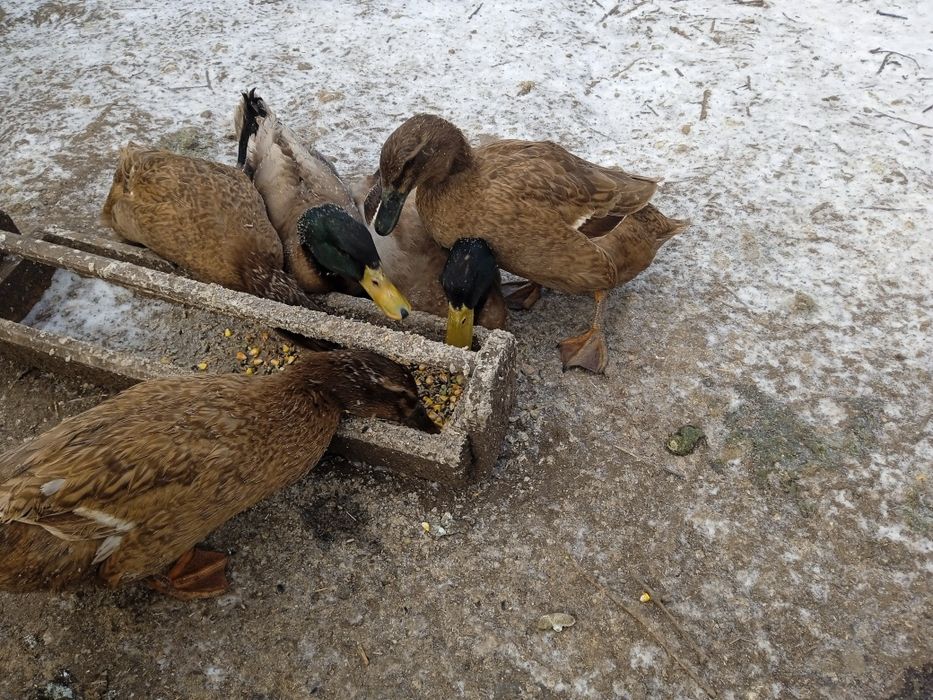 Продам. Инкубацыонные яйца уток Хаки- Кемпбелл