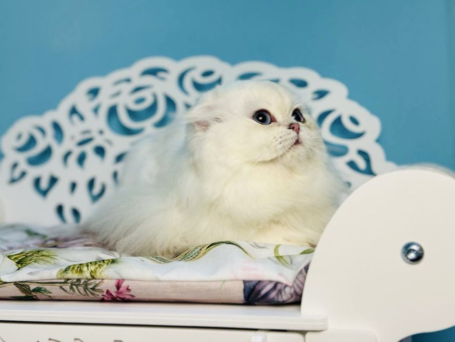 Висловухий шотландський котик