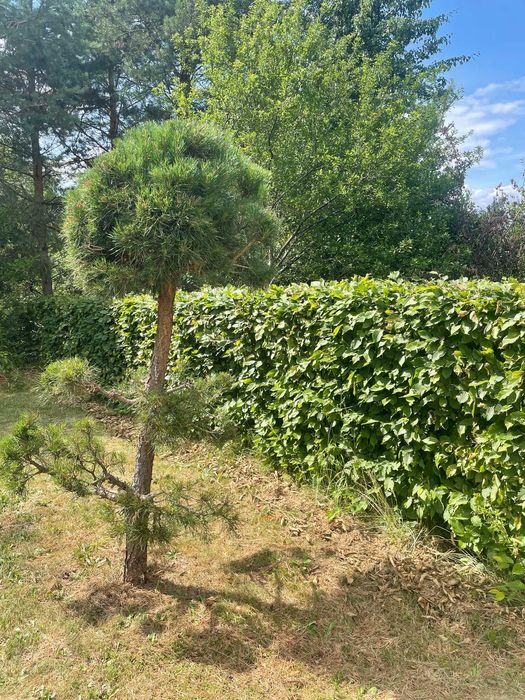 Sadzonki grabu na żywopłot