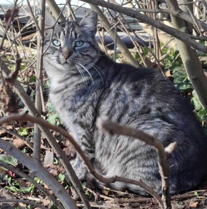 Maurycy - piękny kocur szuka domu