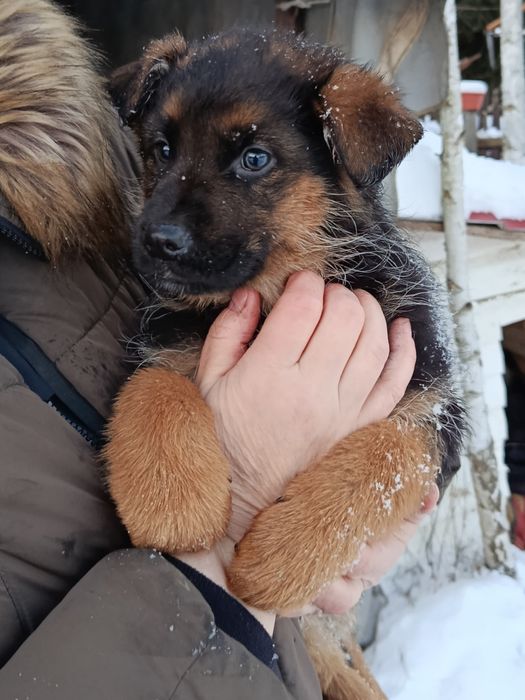 Szczeniaki owczarek niemiecki suczka