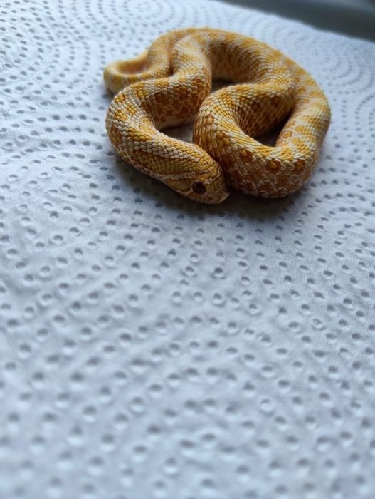 Samczyk heterodon albino