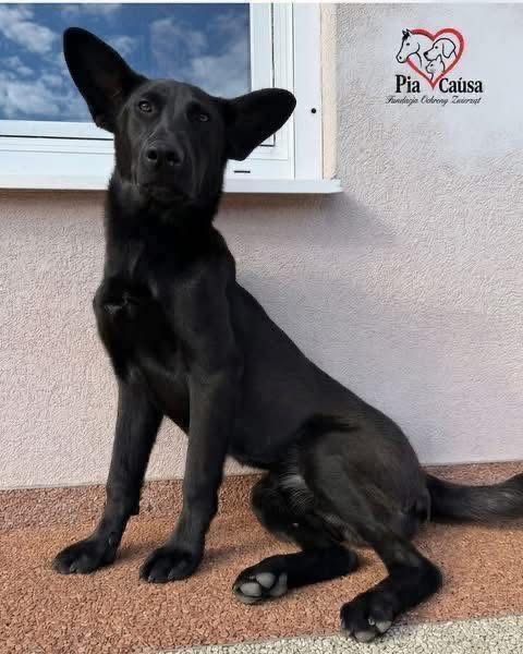 Młody Piesek Bambi szuka domku