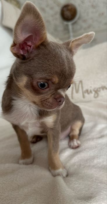 Chihuahua mini dziewczynka ZAREZERWOWANA