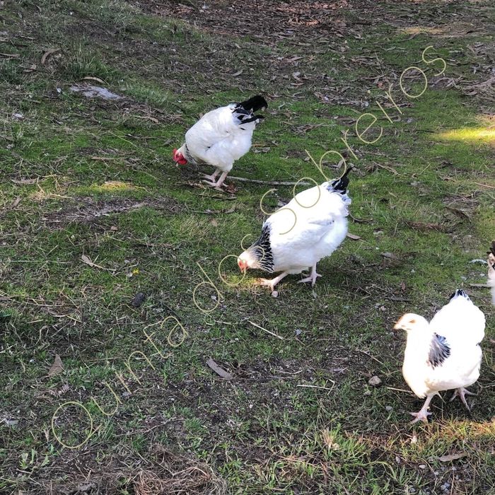 Sussex ligth animais e ovos.