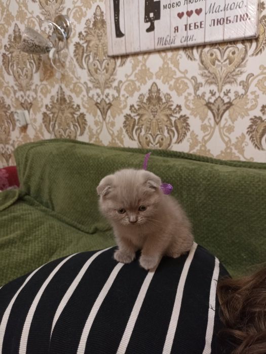 Плюшевые вислоухие  девочки