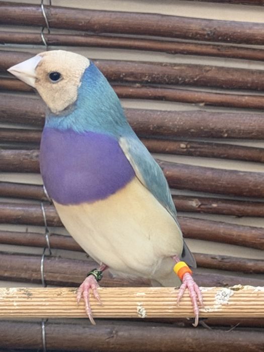 Diamantes de Gould