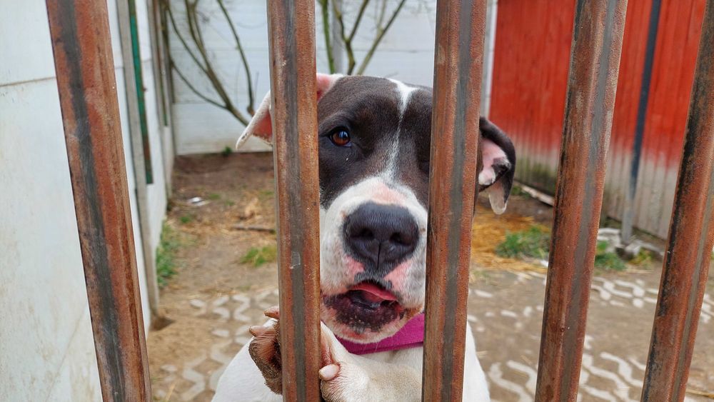 Piękna Ami szuka domu