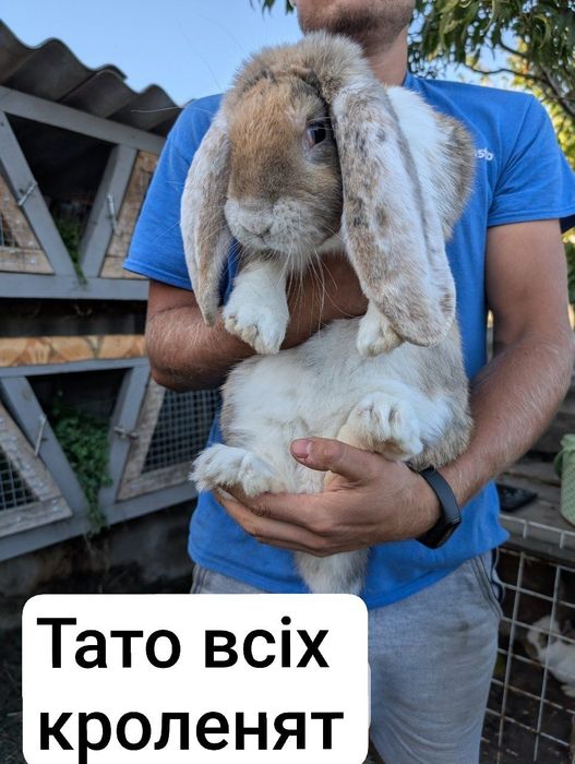 Кроленята, кролі, кролики