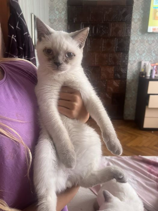 Подарую кошенят