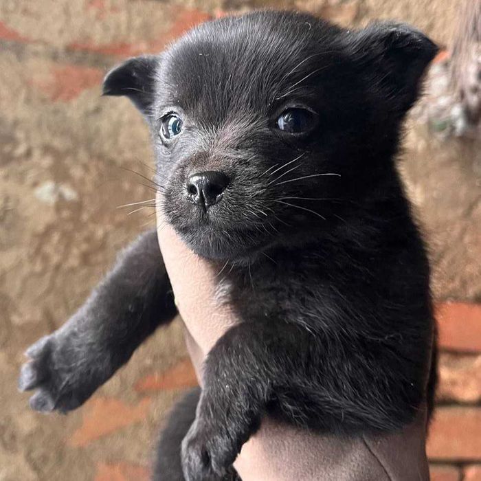 Шукаю дім для цуценят. Дві дівчинки