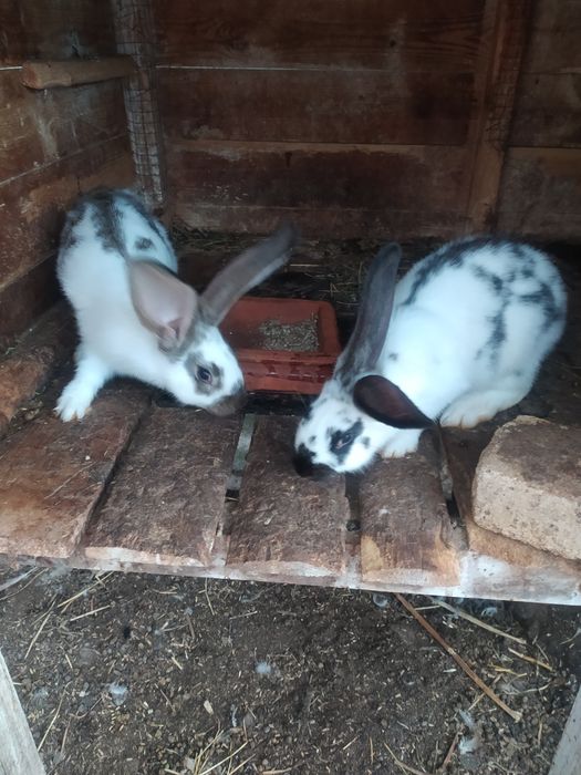 Продаються кролики.