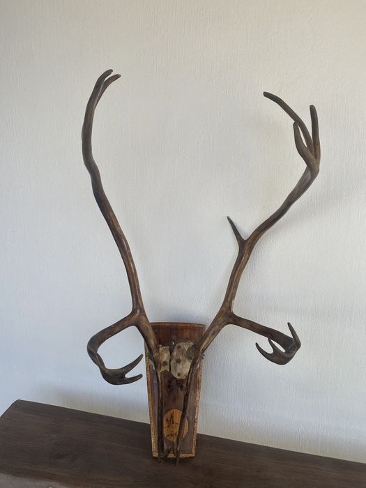 роги північного оленя 66*40
