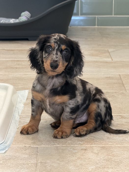 Teckel Black Merle Pelo comprido