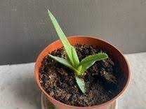 Алое обміняю на відросточки інших квітів або продам