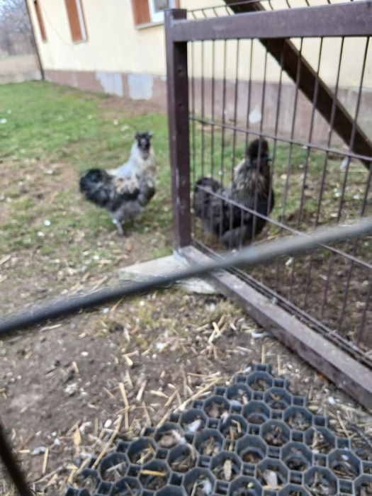 Sprzedam koguty Silki