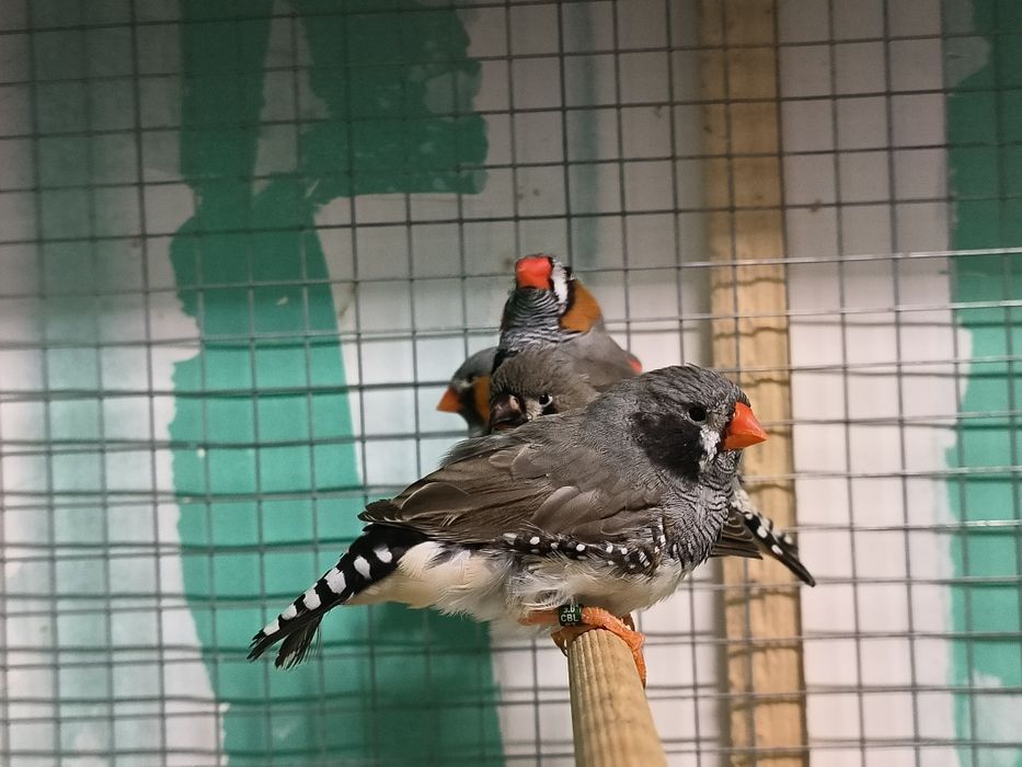 Mandarins exposição