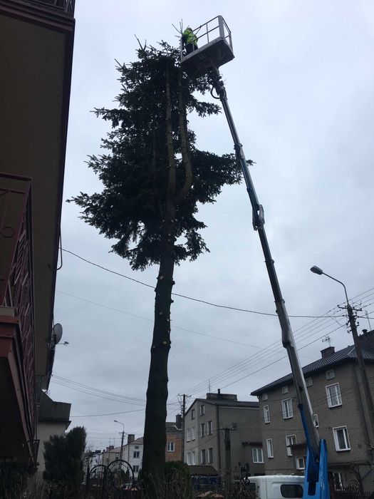 Wycinka,pielęgnacja,drzew,frezowanie,usuwanie karp,rębak,podnośnik