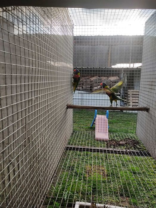 Casal de Loris arco íris