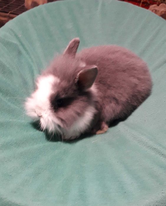 Декоративний кролик,  карликовий кролик.