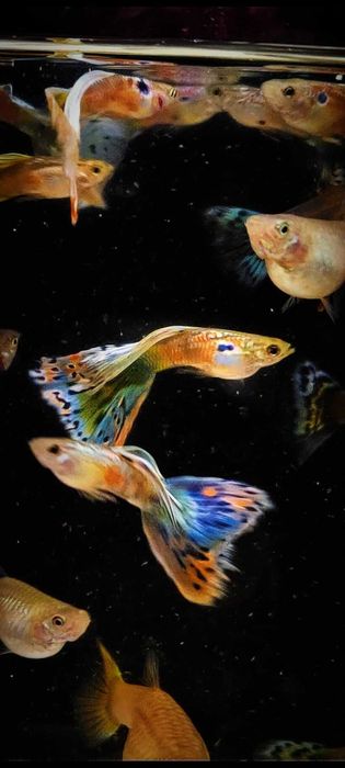 Gupik gupiki mozaika staromodna