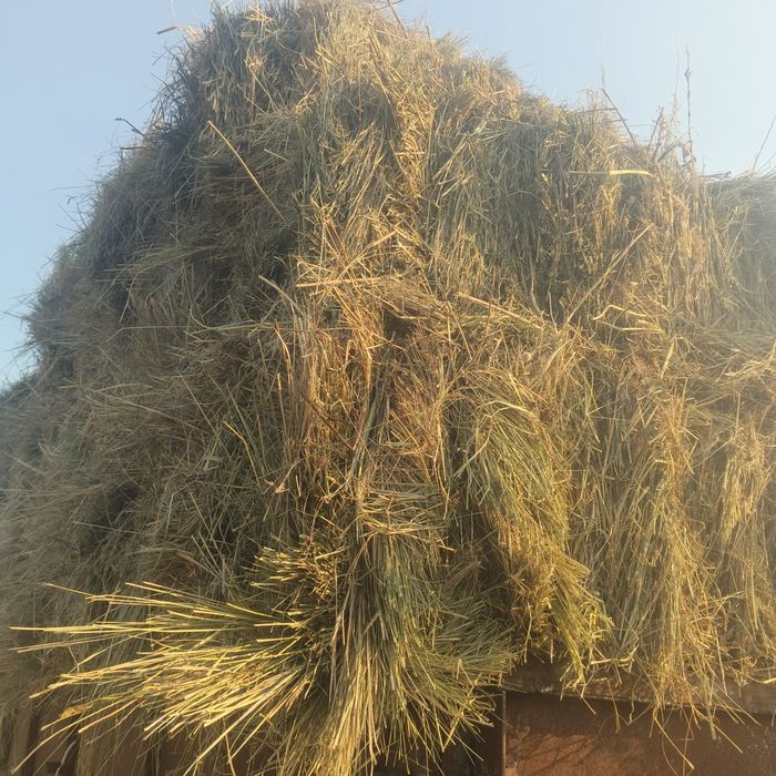 продам цьогорічне лугове сіно