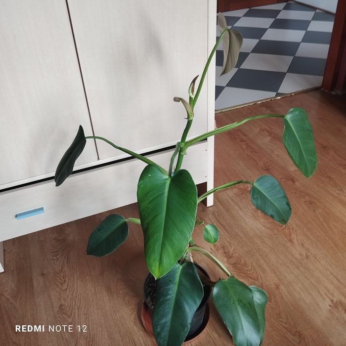 Philodendron sharoniae