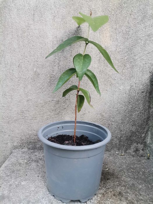 Pitangueira / Árvore de Pitanga