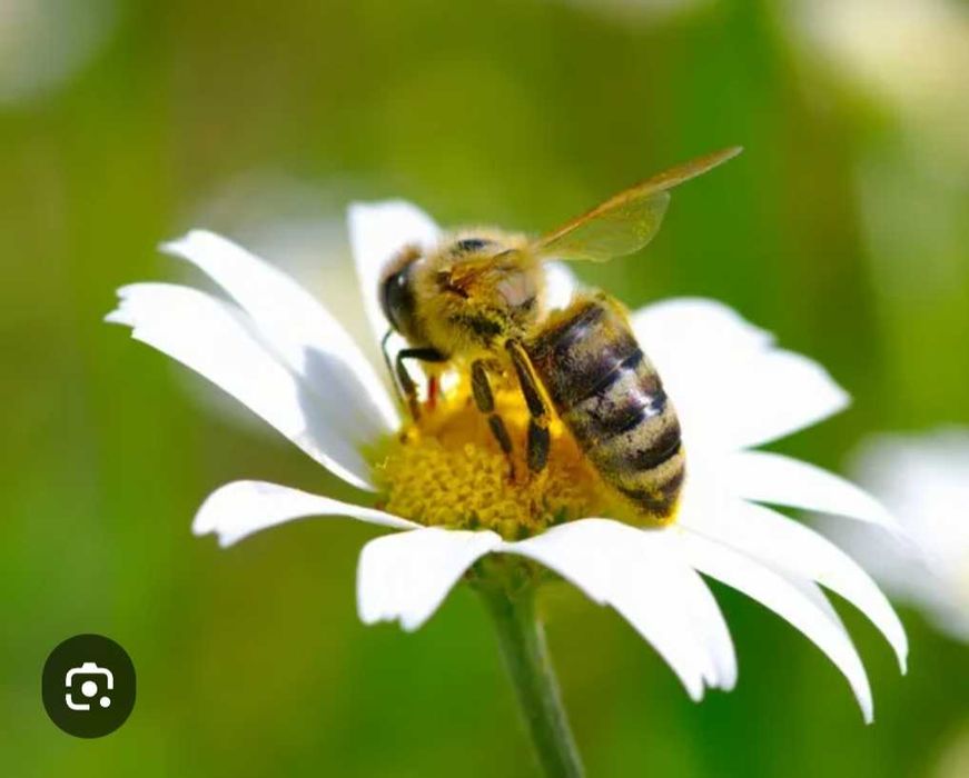Продам бжолопакети.