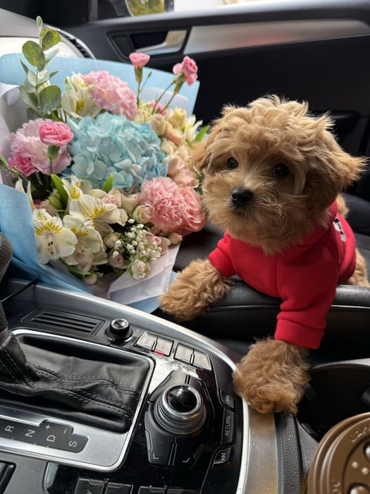 Карамельні мальтипу