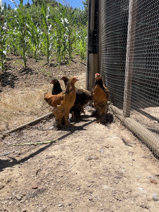 Galinhas Brahmas com 2 meses