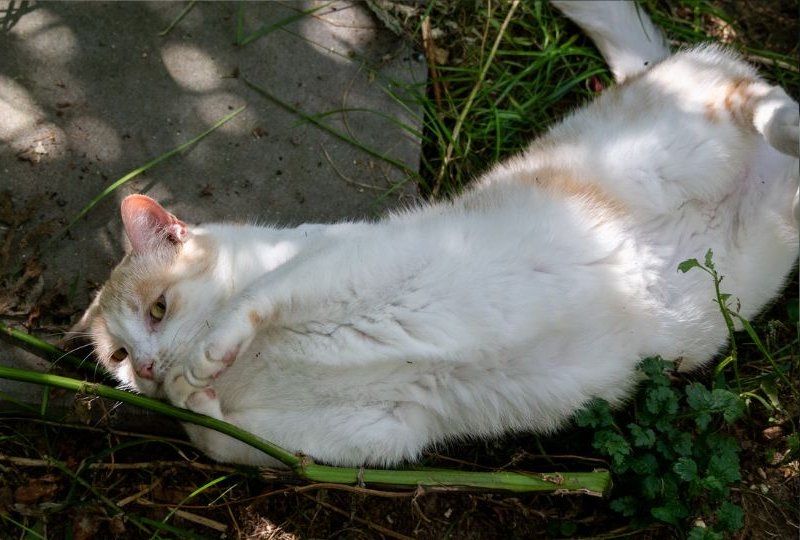 Kremowa Dobrochna do adopcji na jedynaczkę!