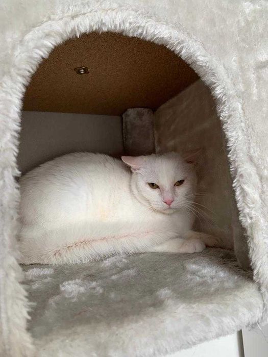 Gata para adoçao( white)