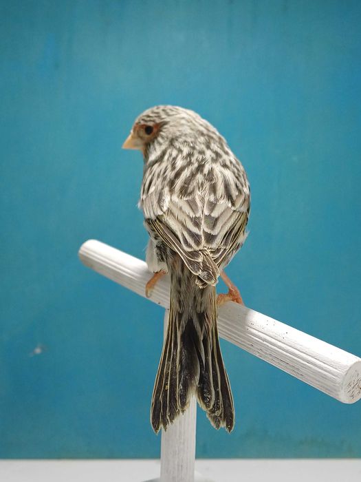 Canarios Agata vermelho mosaico