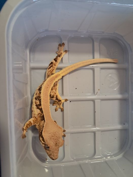 Gekon orzesiony Nr 10