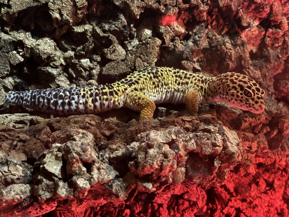 Terrarium plus dwa gekony tygrysie full zestaw