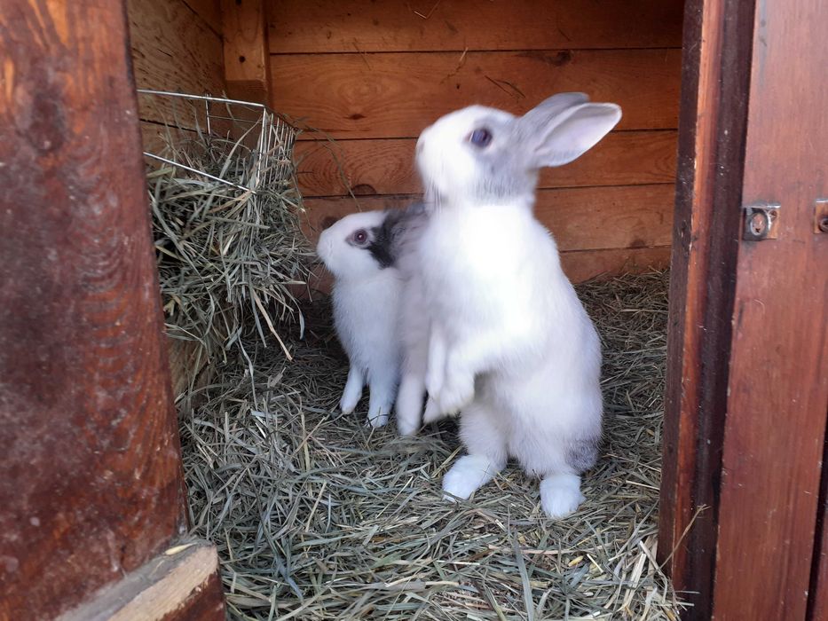 Króliki miniaturowe