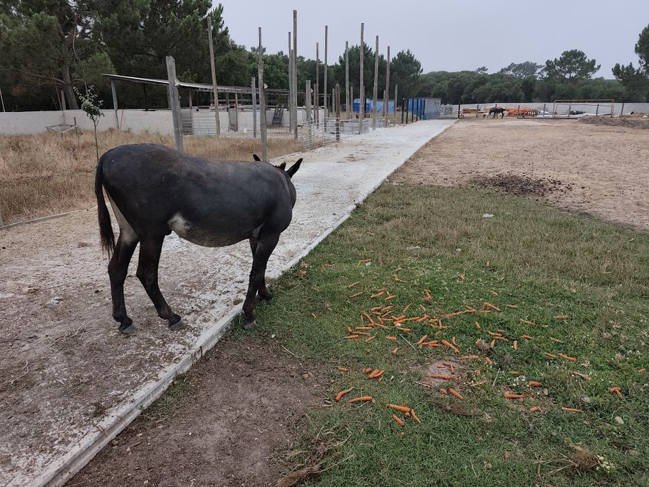 Vendo burro Tomé