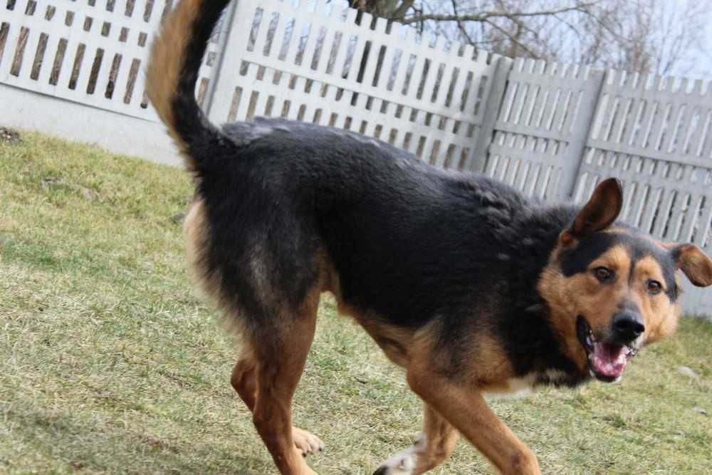 001243 Sprinter do adopcji.