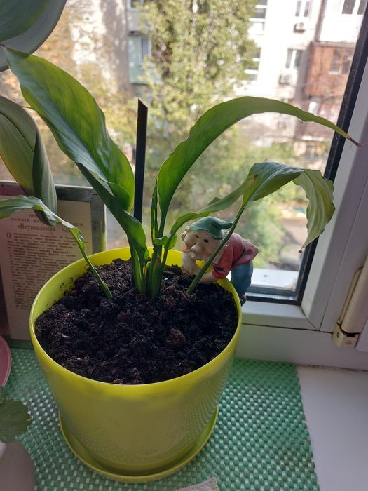 Спатифилиум(дамское счастье)