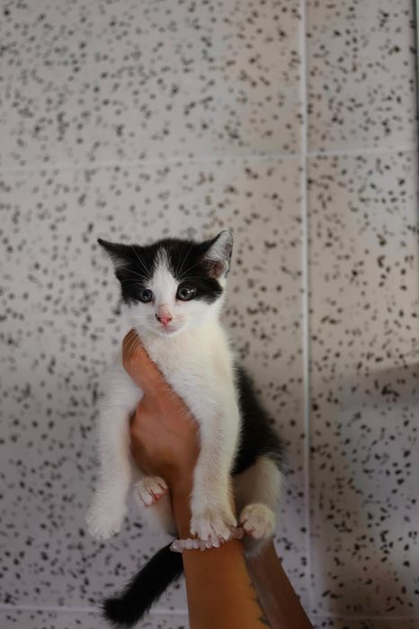 Do adopcji kociaki