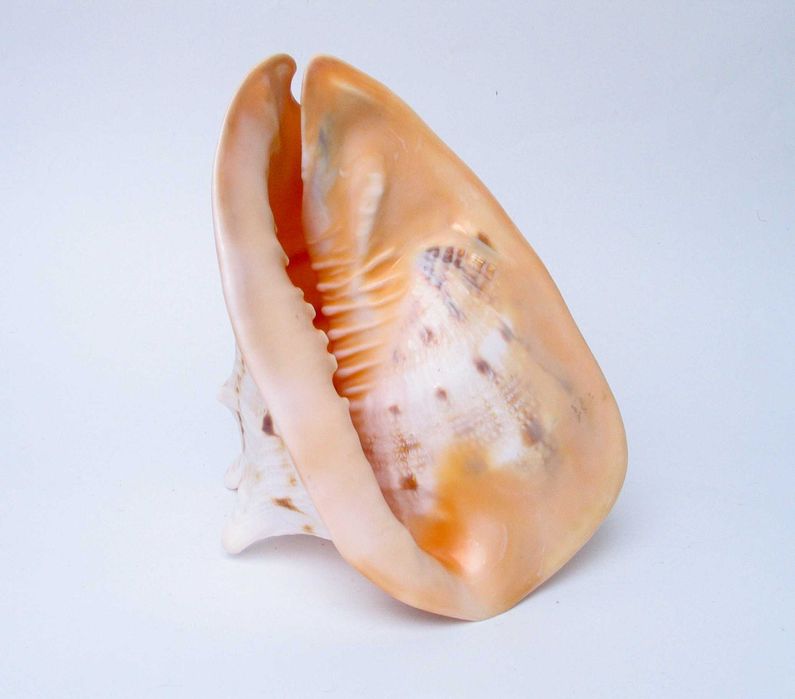 Duża muszla  kraba pustelnika naturalna muszla morska dekoracja morska ocean