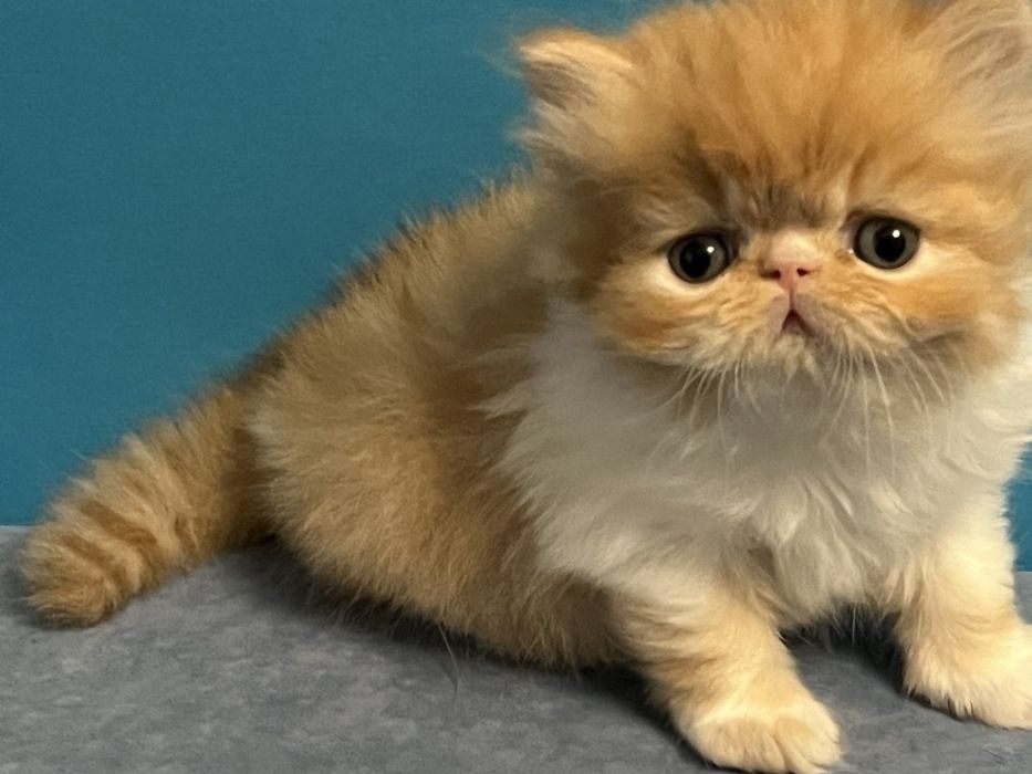 Персидські кошенята