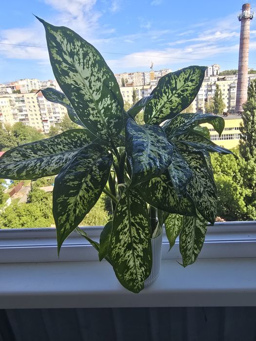Диффенбахия кущова