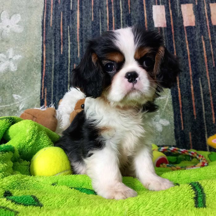 Кавалер кінг чарльз спаніель