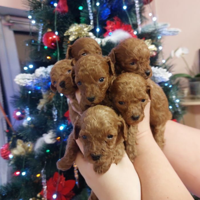 На бронь пуделята