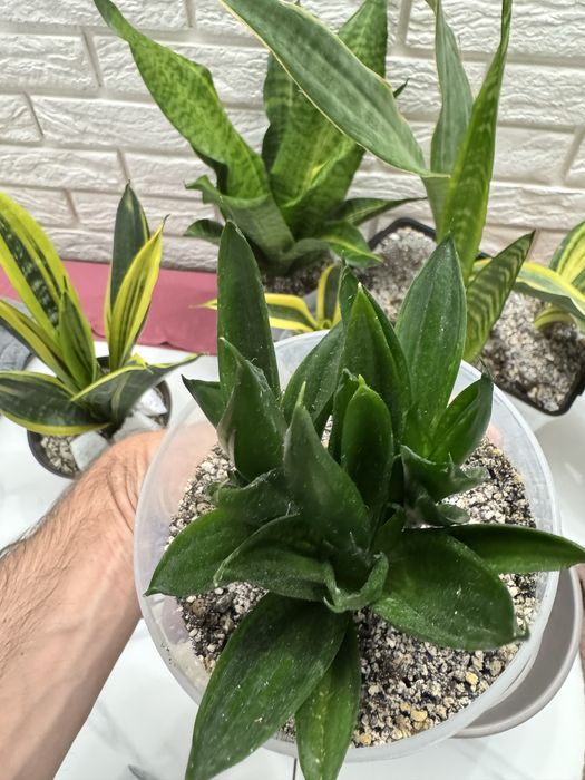 Сансевієрія Лупс Прайд (Loops Pride)