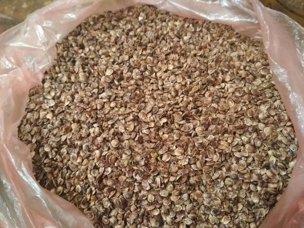 Семена конопли жмых очки с рисунком марихуаны